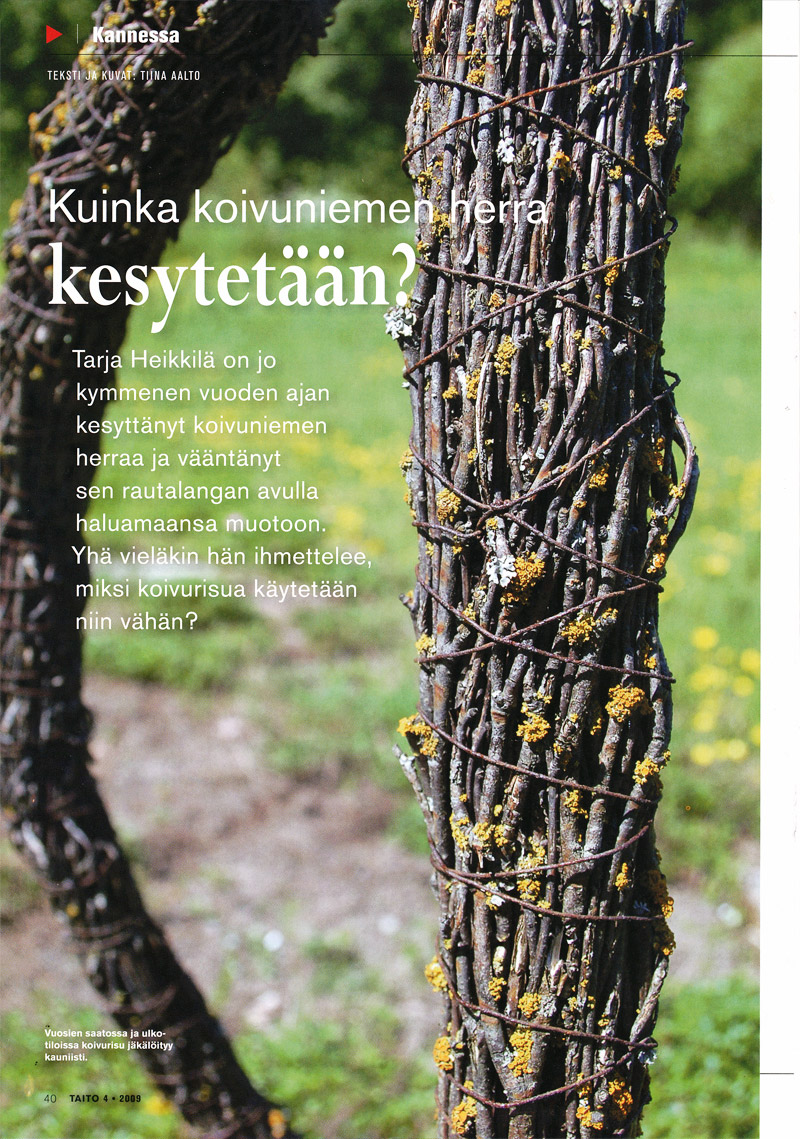 Kuinka koivuniemen herra kesytetään