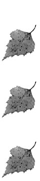 koivurisu